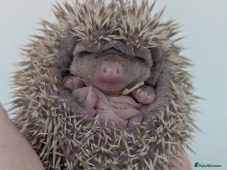 Pygmy Hedgehog rodents - Advert 29