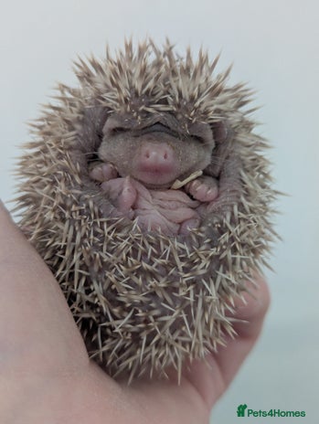 Pygmy Hedgehog rodents - Advert 3