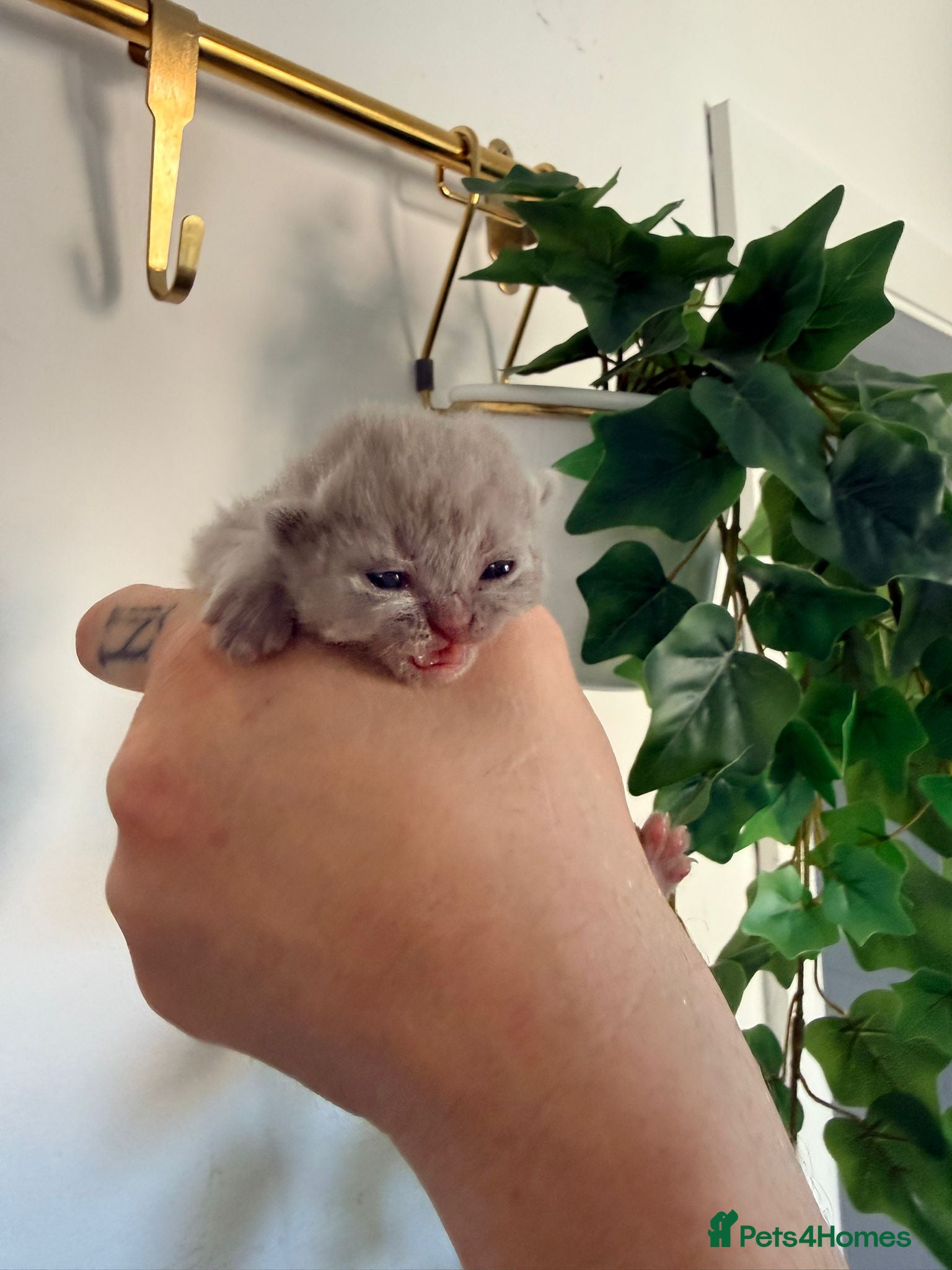 British Shorthair cats Stunning BSH/BLH Kittens for Sale  - Advert 2