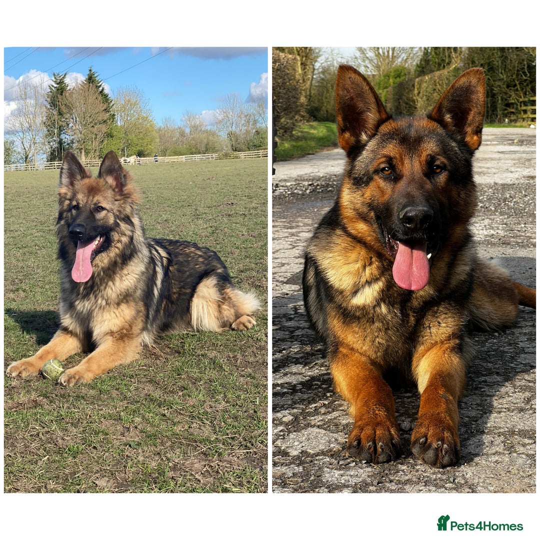 German Shepherd dogs for sale: Male german shepherd - Advert 5