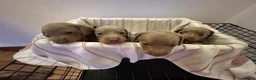 Miniature Dachshund dogs for sale: Miniature dachshund  - Advert 4