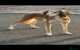 Saluki dogs for sale: Beautiful Saluki  - Image 17