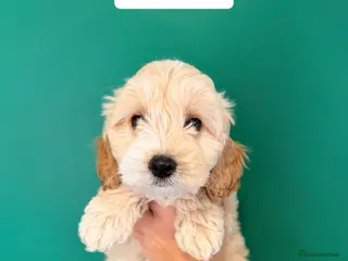 Cockapoo dogs 2 x Male Cockapoos - Advert 6