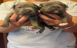 Staffordshire Bull Terrier dogs for sale: Adorable KC Reg/Health Tested SBT Puppies - Image 22