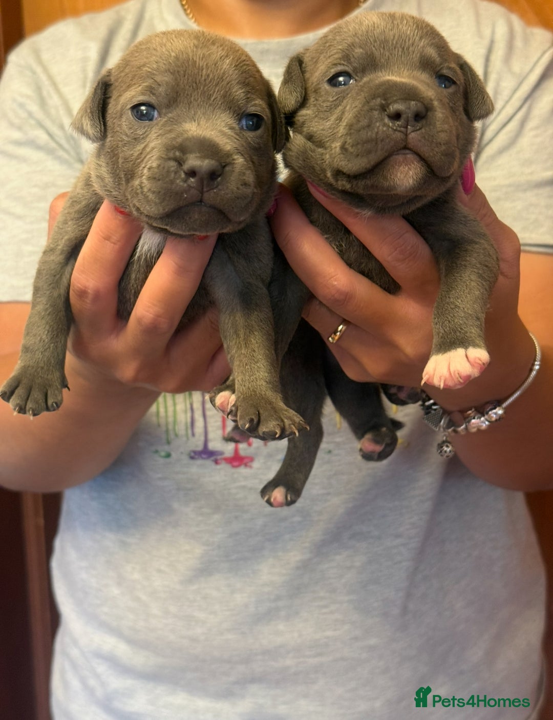 Staffordshire Bull Terrier dogs for sale: Adorable KC Reg/Health Tested SBT Puppies - Image 22