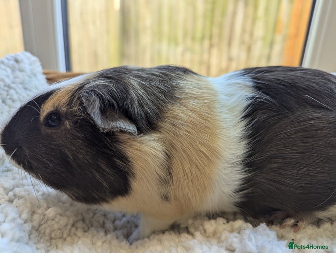 Gallery Image {{count}}