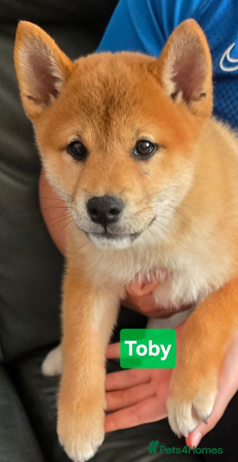 Japanese Shiba Inu dogs Foxy little shibas - Advert 2