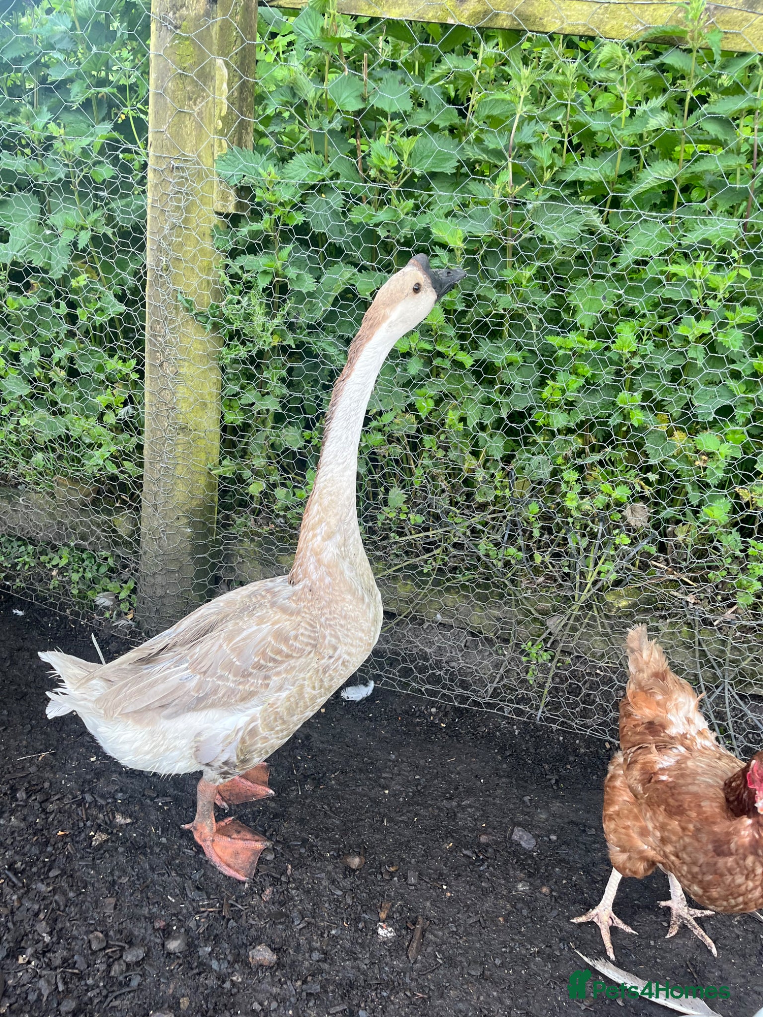 Geese poultry for sale: Year old geese for sale  - Advert 9