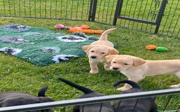 Labrador Retriever dogs for sale: Yellow and black Labrador puppies in Whitchurch - Image 5