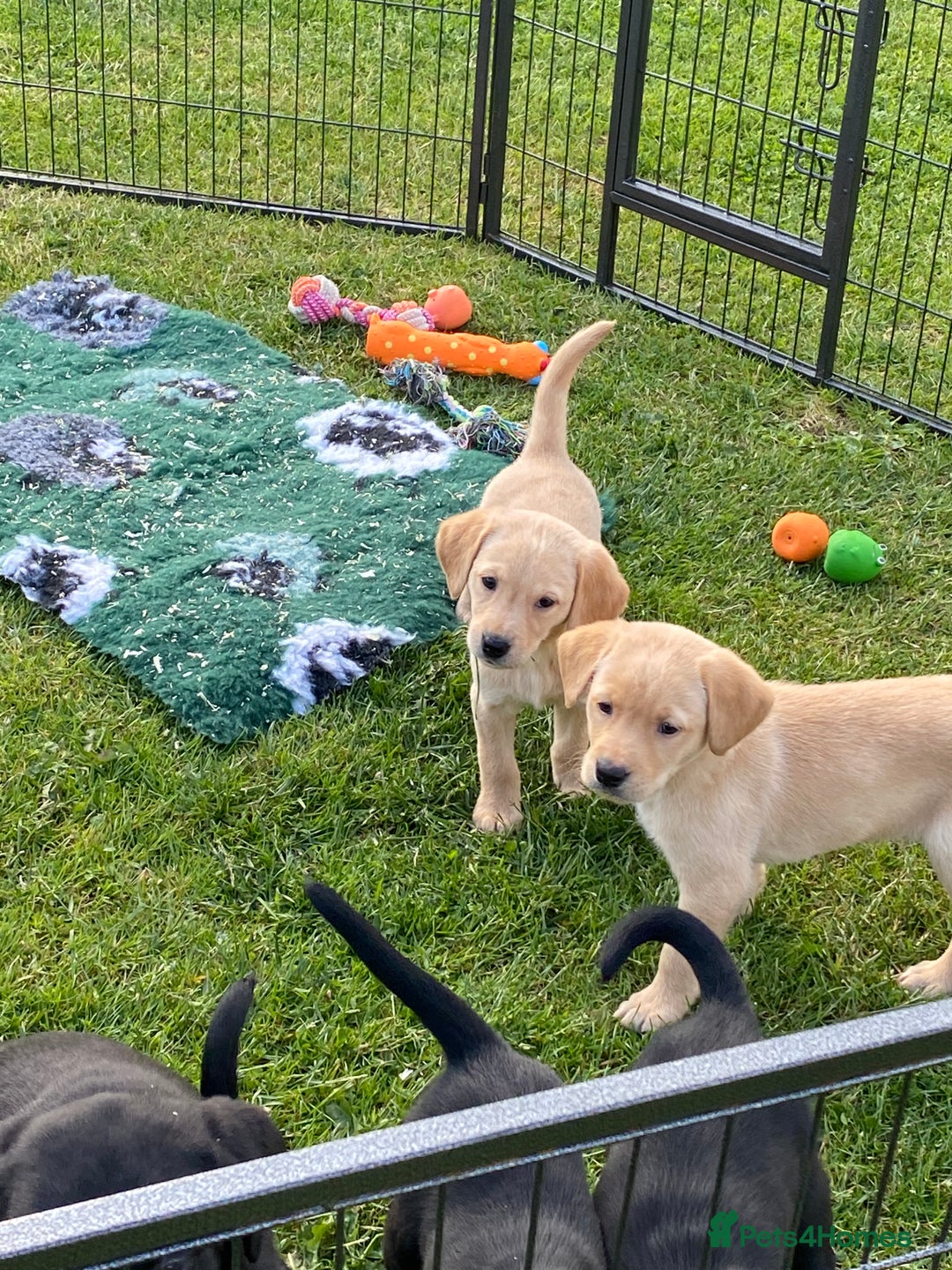 Labrador Retriever dogs for sale: Yellow and black Labrador puppies in Whitchurch - Image 5