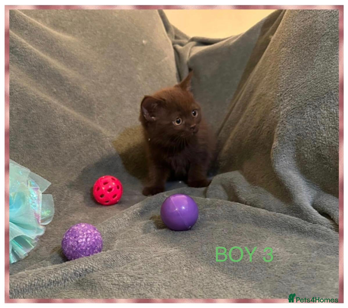 British Shorthair cats PURE BREED BSH CHUNKY KITTENS - Advert 2