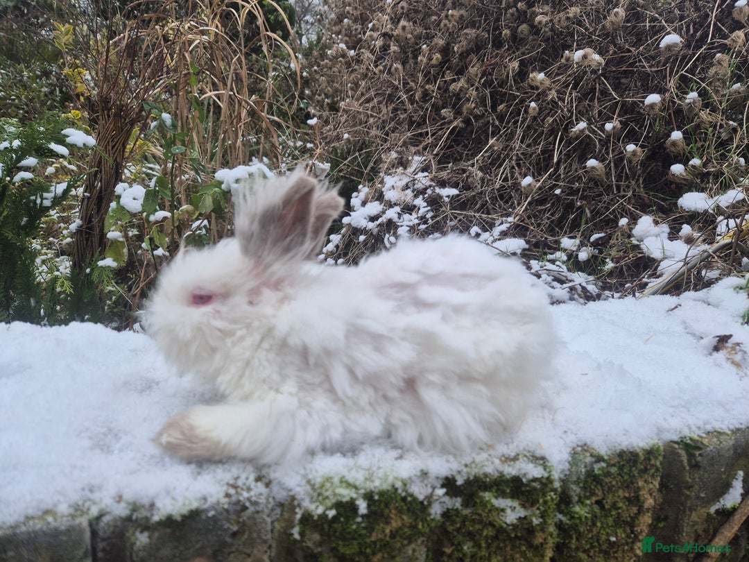 Angora rabbits for sale: 💙Teddydwerg boy- READY NOW 🥰  - Advert 6