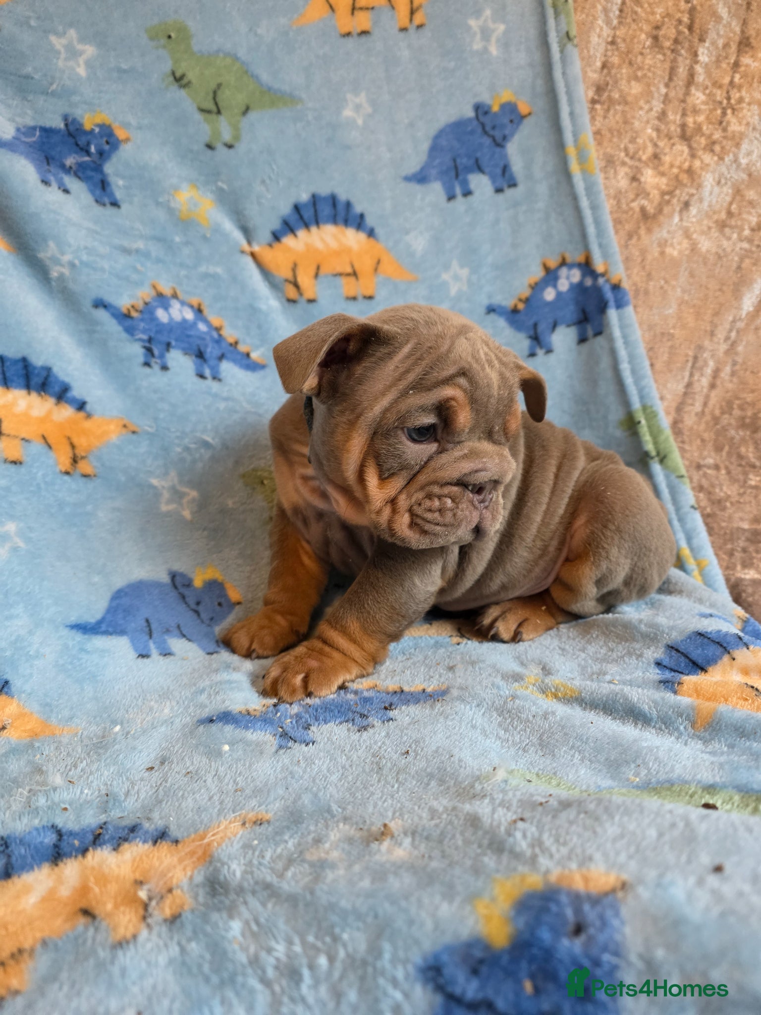 English Bulldog dogs british bulldog pups - Advert 4