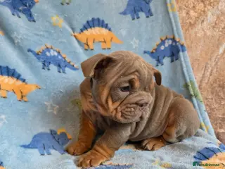 English Bulldog dogs british bulldog pups - Advert 4