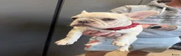 French Bulldog dogs for sale: French bulldog puppies in Dumfries - Advert 7