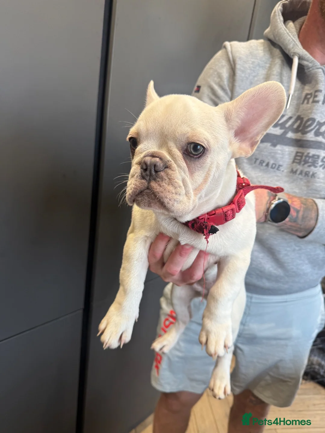French Bulldog dogs for sale: French bulldog puppies in Dumfries - Advert 7