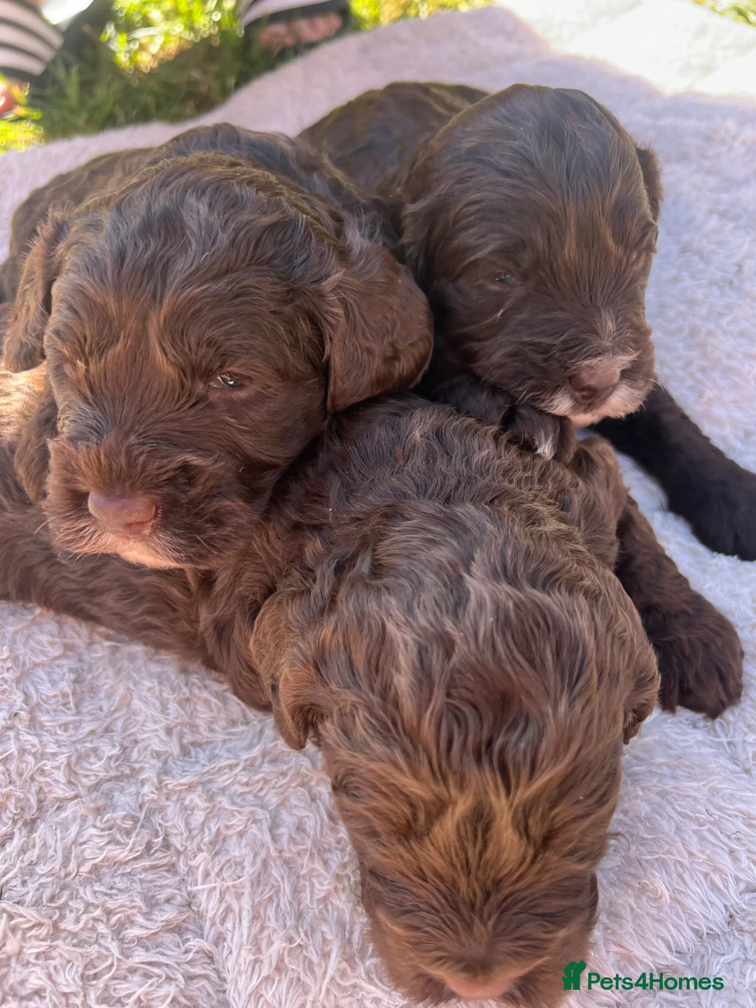 Cockapoo dogs for sale: F1 cockapoo boys  - Advert 1