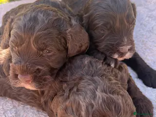 Cockapoo dogs F1 cockapoo boys - Advert 7