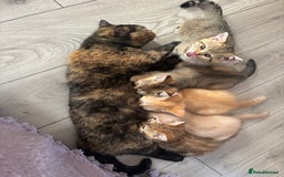 British Shorthair cats for sale: 🐾 Last British Shorthair Golden Tabby - Female 🐾 - Image 5