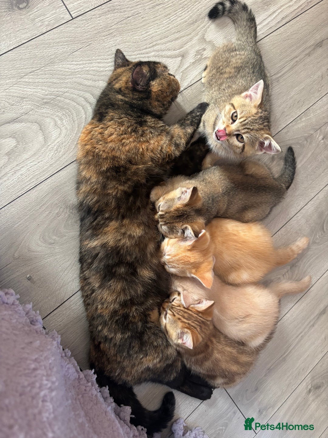 British Shorthair cats for sale: 🐾 Last British Shorthair Golden Tabby - Female 🐾 - Image 5