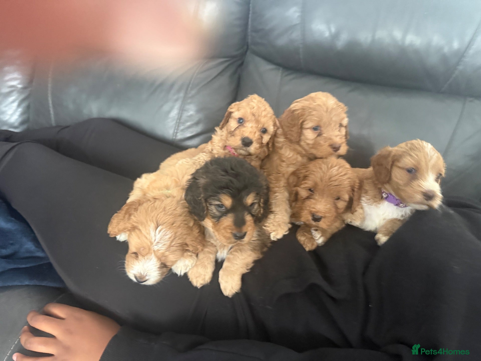 Cockapoo dogs 6 Gorgeous Cockapoo Puppies Seeking Loving Homes - Advert 1