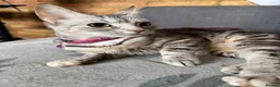 Mixed Breed cats for sale: 🐾 2 Kittens for Sale – Male & Female, Ready Now - Advert 1