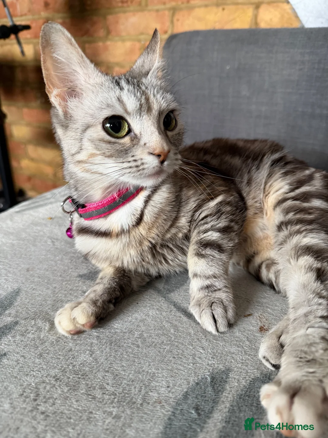 Mixed Breed cats for sale: 🐾 2 Kittens for Sale – Male & Female, Ready Now - Advert 1