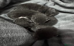 Mixed Breed cats for sale: Regular kittens - Image 22