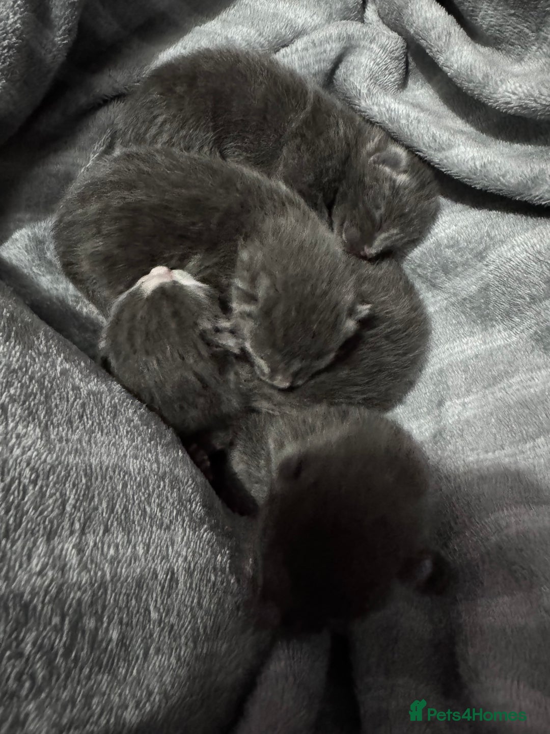Mixed Breed cats for sale: Regular kittens - Image 22