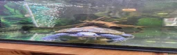 Terrapin reptiles for sale: Carolina diamondback terrapin (male) 1yr old in Coalville - Advert 3