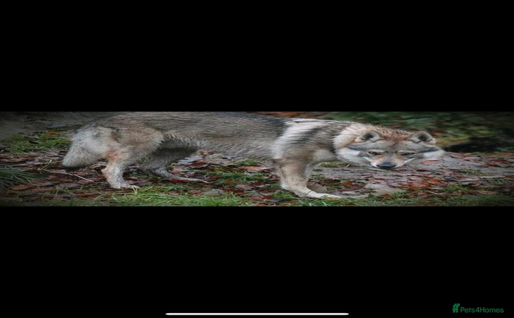 Saarloos Wolfdog dogs - Advert 1