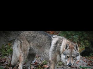 Saarloos Wolfdog dogs - Advert 4