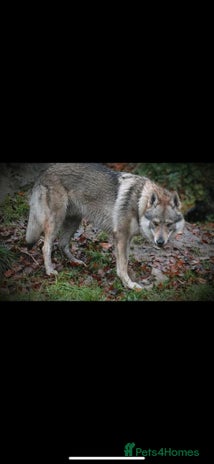 Saarloos Wolfdog dogs - Advert 1