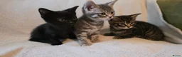 Mixed Breed cats for sale: 3 kittens for sale ready now - Advert 2