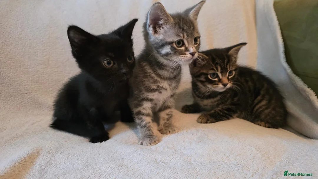 Mixed Breed cats for sale: 3 kittens for sale ready now - Advert 2