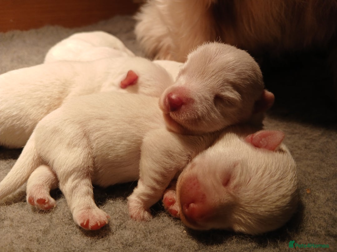 West Highland Terrier dogs for sale: 3 beautiful Westie pups - Advert 3