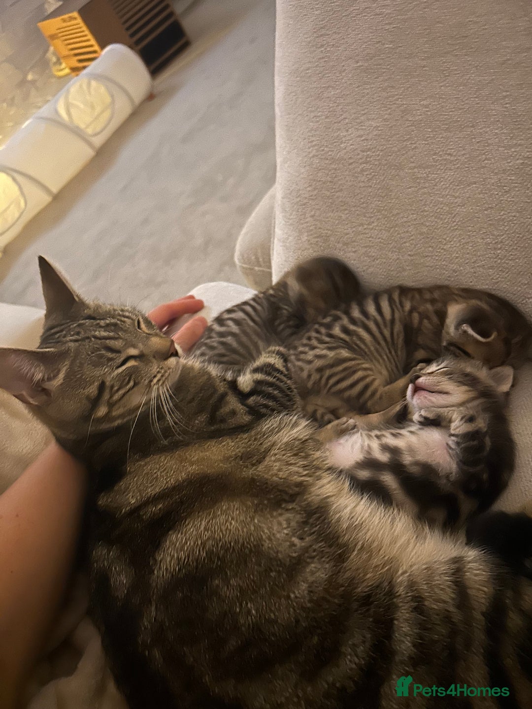 British Shorthair cats for sale: Boy and a girl kitten - Image 9