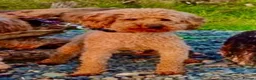 Mixed Breed dogs for sale: Gorgeous Lakeland x Toy Poodle Puppies - Advert 8