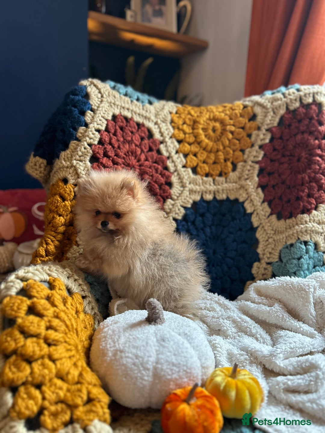 Pomeranian dogs for sale: Fabulous Pomeranian Girl Puppies  - Image 11