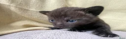 Mixed Breed cats for sale: Mixed Kittens - Some are Bengal Mix  in Brighton - Advert 9