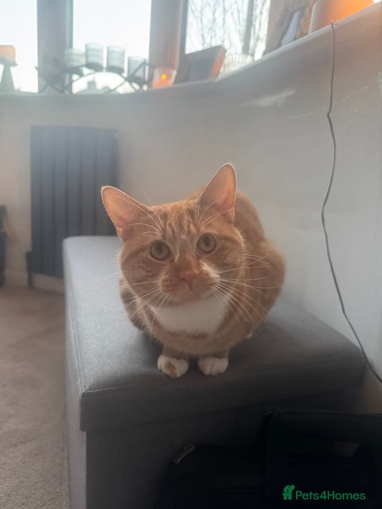 British Shorthair cats Ginger Male Shorthaired Cat  - Advert 2