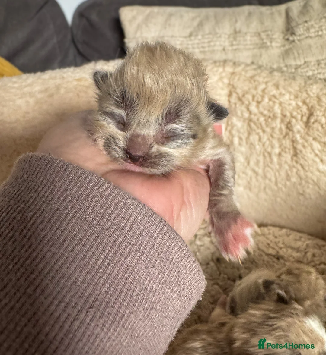 Ragdoll cats for sale: Mink Ragdolls  - Advert 9