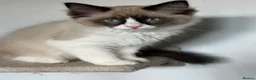 Ragdoll cats for sale: Ragdoll - Advert 9