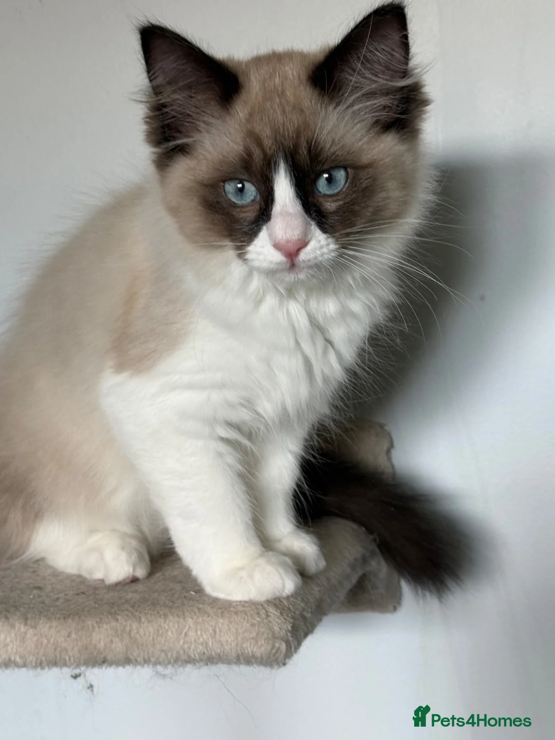 Ragdoll cats for sale: Ragdoll - Advert 9
