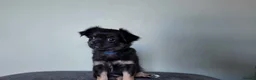 Chihuahua dogs for sale: Long haired chihuahua pups  in Rotherham - Advert 21