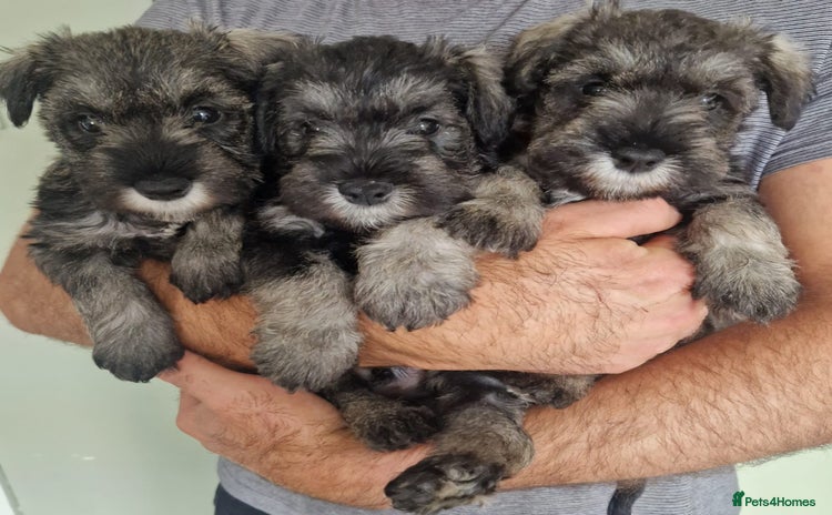 Miniature Schnauzer dogs - Advert 6