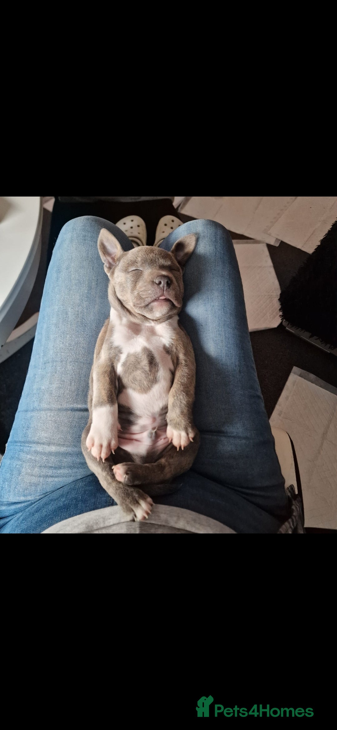 Staffordshire Bull Terrier dogs for sale: Staffy Puppies. Exceptional Temperament. - Advert 22