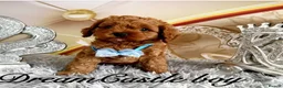 Cavapoo dogs for sale: Deep red Teddy Cavapoo ready now - Advert 19