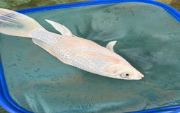 Koi Carp fish for sale: Koi fish  - Image 4