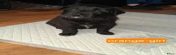Mixed Breed dogs for sale: Border collie x German Shepherd  in Spennymoor - Advert 6
